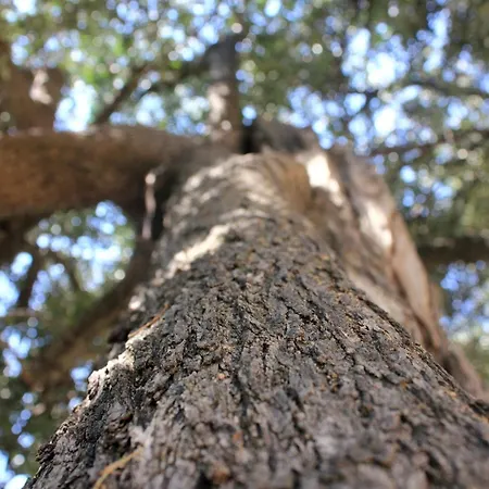 Apartman Apartments With Parking Space Orebic, Peljesac - 10185